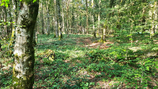 #1: the Confluence Point, view from south, distance 10 m