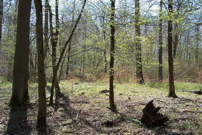 View towards S from the confluence