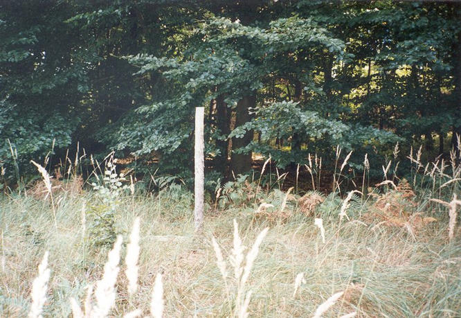 The CP 50N 9E lies some meters behind (southwest of) the tripod marker in dense beechwood