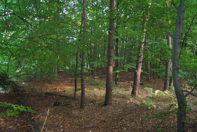 The wood around the confluence point / Der Wald um den Confluence Punkt herum