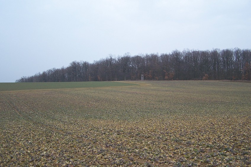 General view of the confluence (towards N)