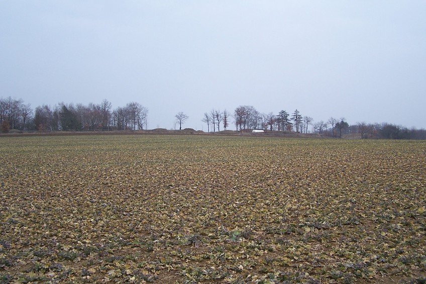 View towards E from the confluence