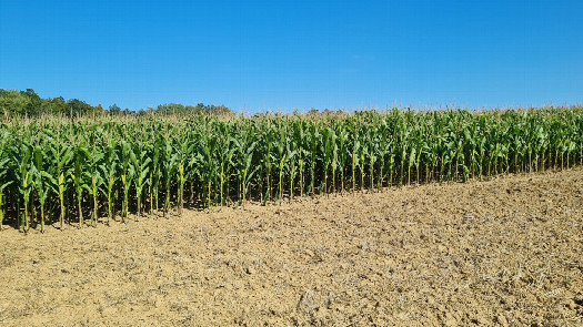 #1: the Confluence Point (in the cornfield), view from west, distance 30 m