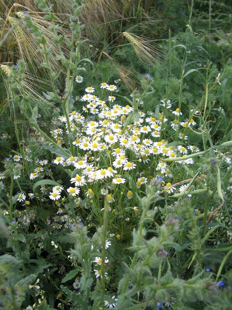 Ground cover near CP