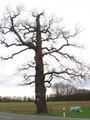 #8: Between Scheßlitz and Windischletten the big Jesus Oak / Riesige Jesus Eiche