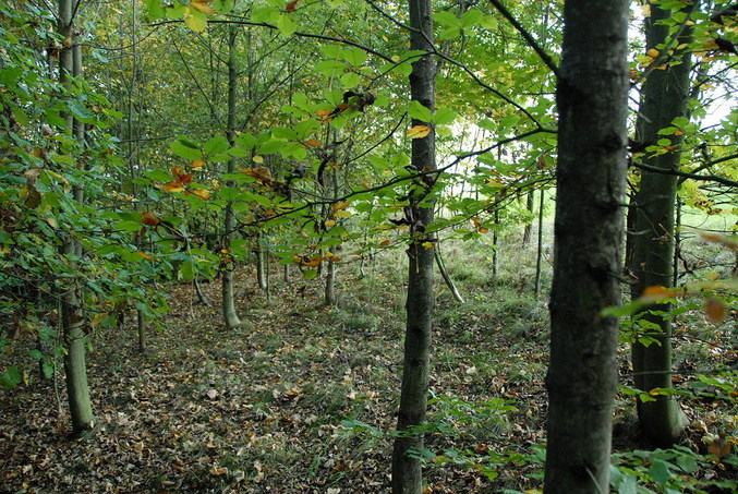 View east / Blick nach Osten