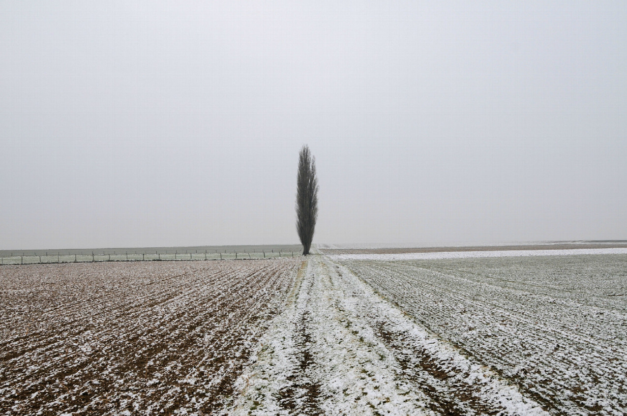 Einsamer verlorender Baum