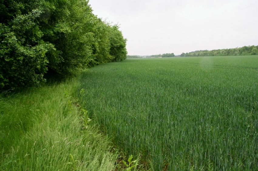 The point in the field, close to the edge and view to the North