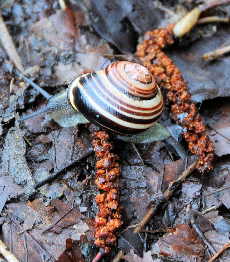 Schnecke