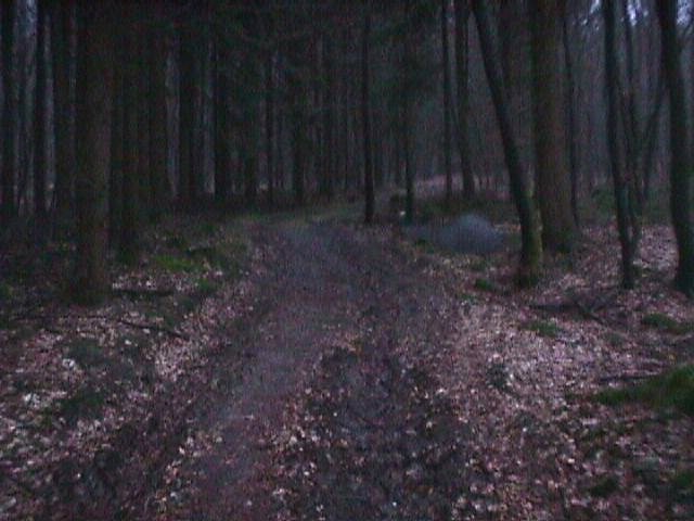 The dark forest