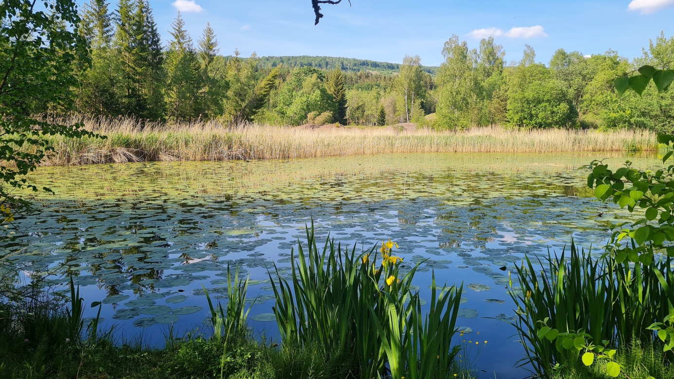 Pond near the Confluence Point