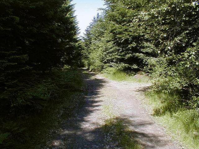 A small path leading near the confluence point