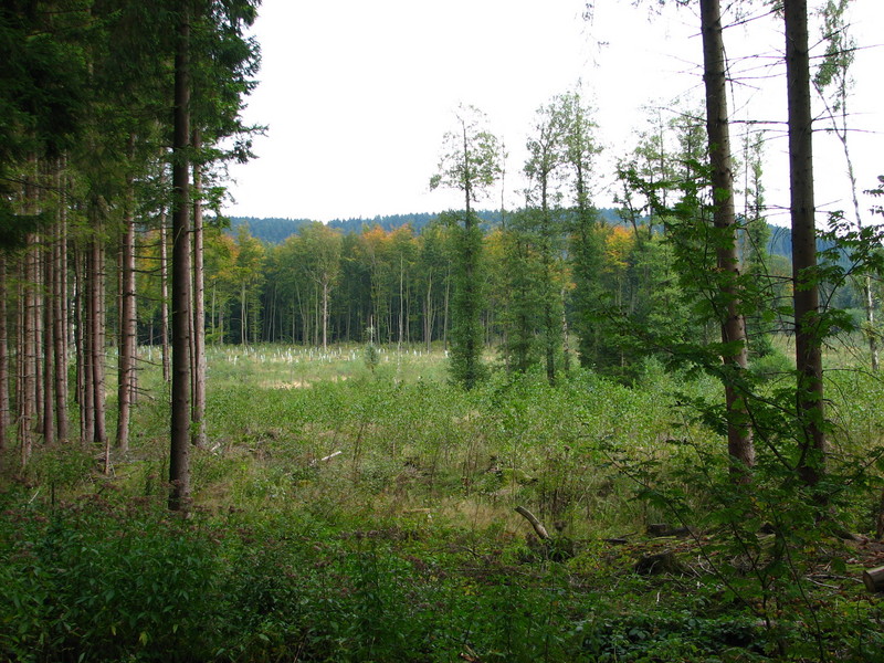 View in direction SE towards the Confluence from 600 m distance