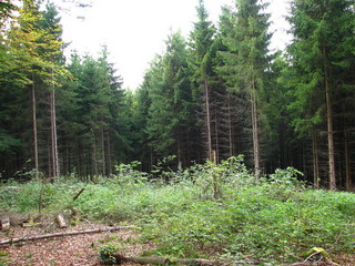 #1: View across the forest glade towards West, the Confluence is somewhere under the trees in the background