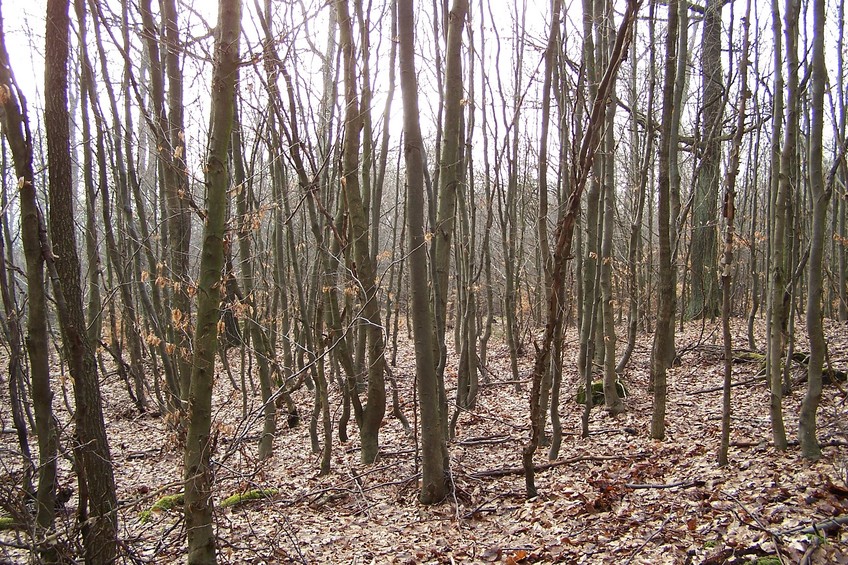 View towards W from the confluence