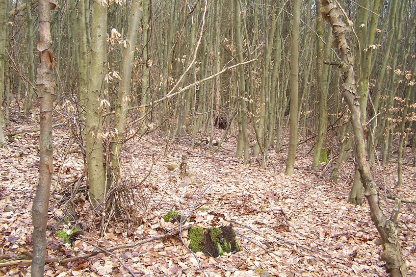 View towards E from the confluence