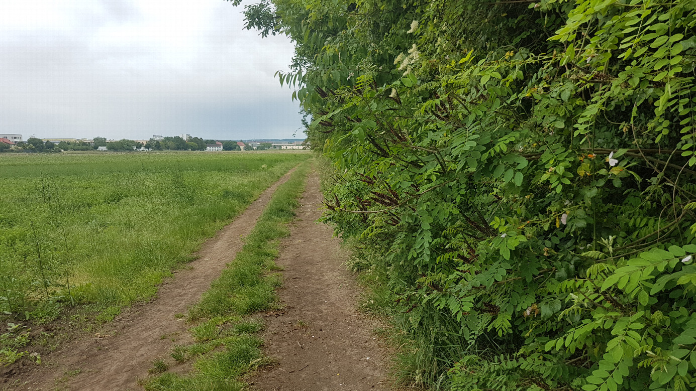 dirt track to approach the confluence point