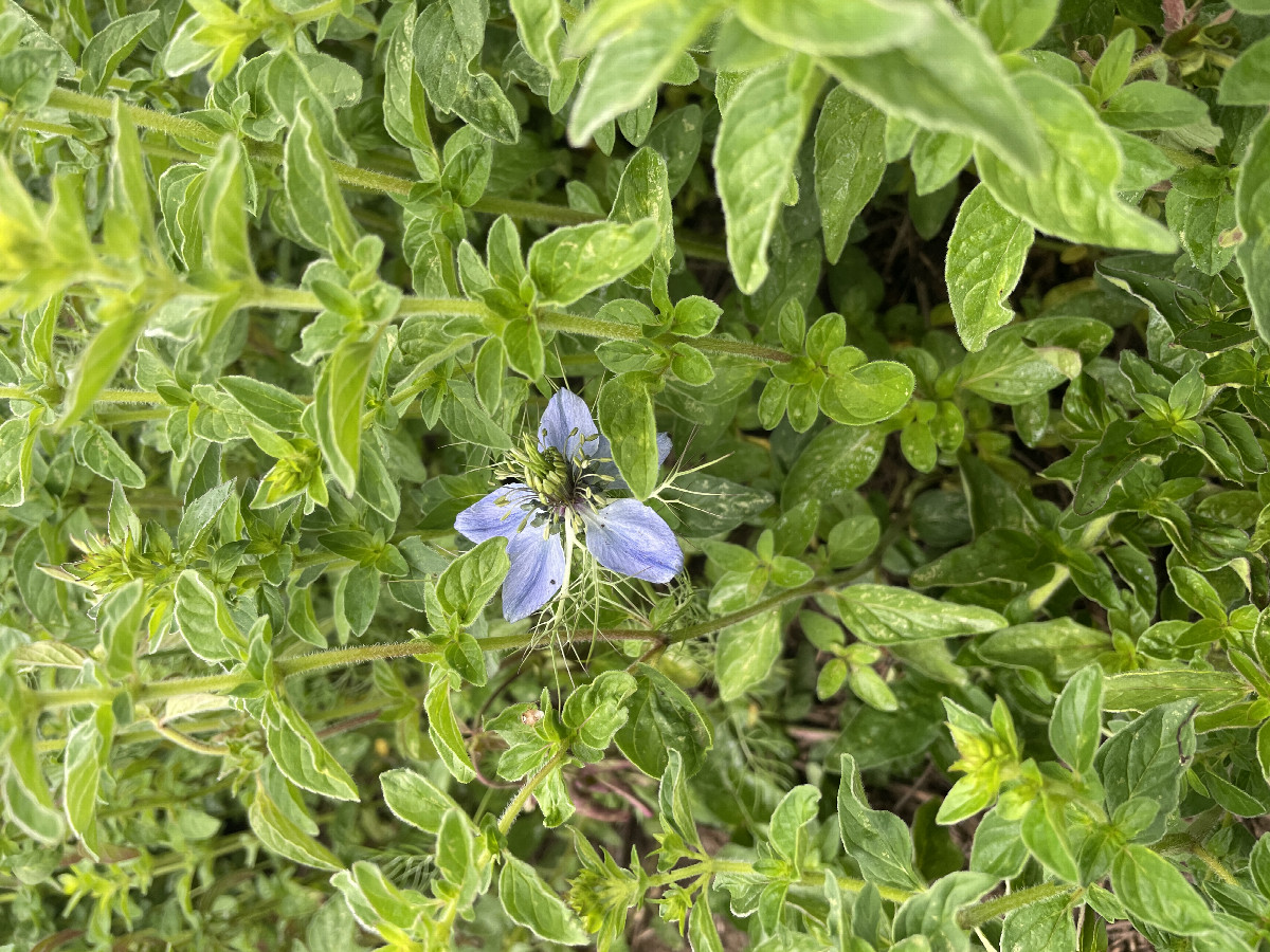 Flora at the confluence point