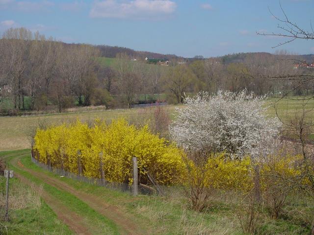 confluence 51°N 12°E behind blooming trees