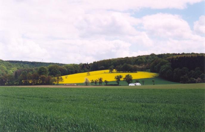 Yellow oilseed rape fields near Koßweda