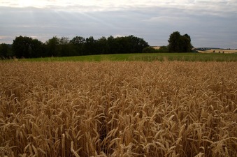 #1: The confluence point lies in a wheat field, just 10 m from a farm path. (This is also a view to the North.)