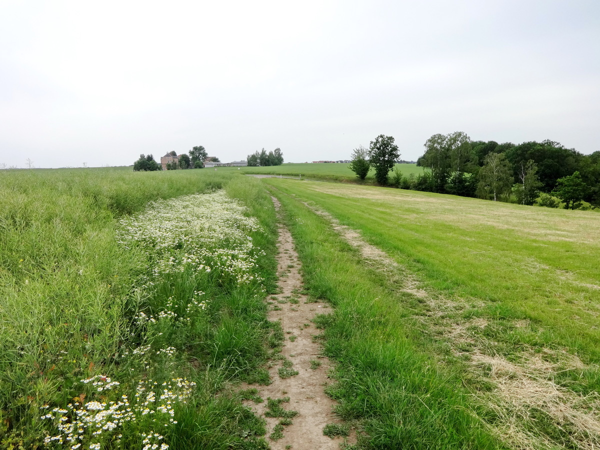 Field road / Полевая дорога