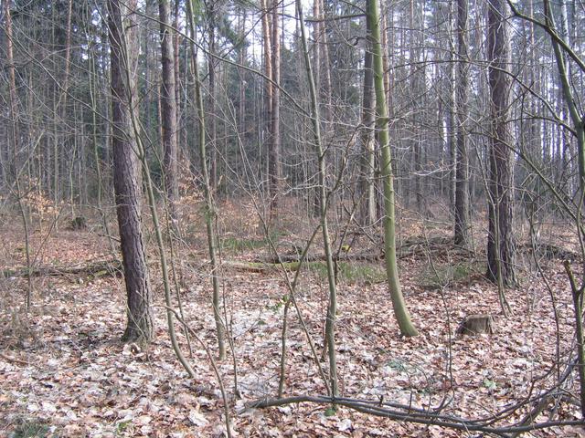 View to the east from the confluence.