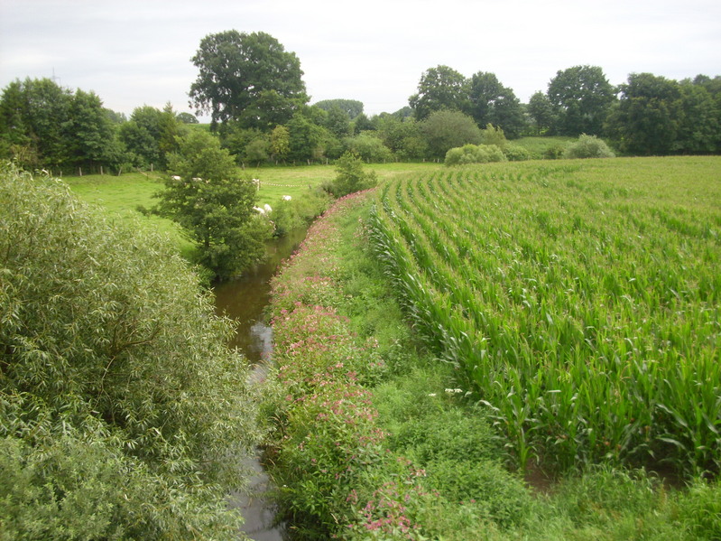 Creek in Estern