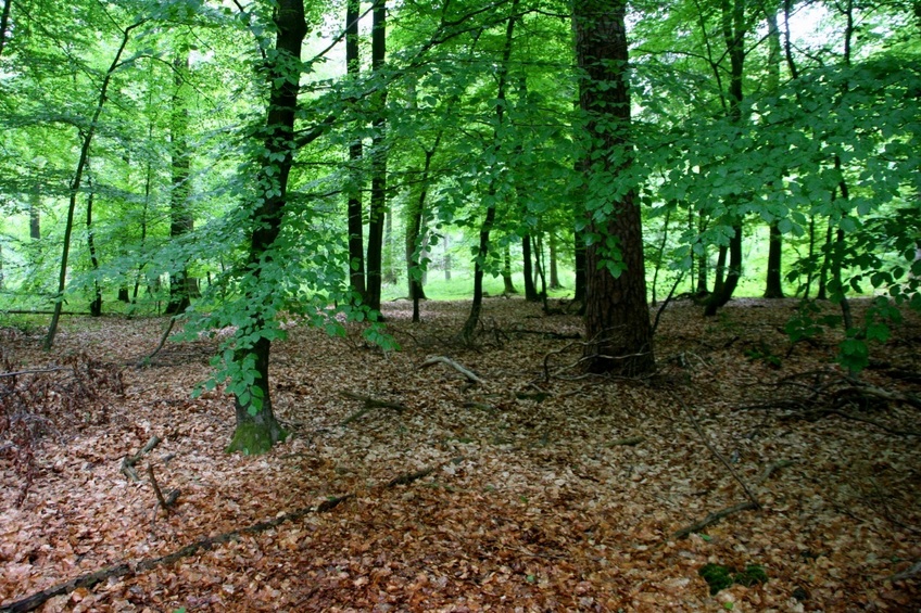 The point, just between an old pine and a young beech