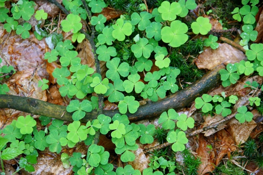 Wet clover