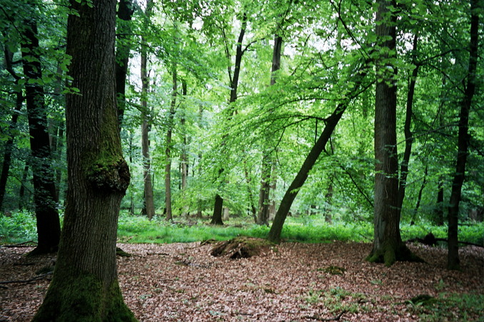 General view of the confluence (towards S)