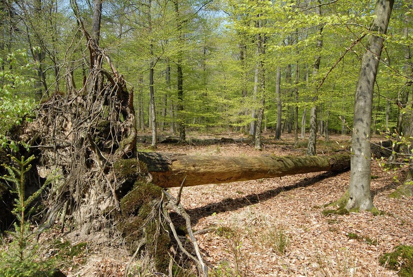 Fallen tree