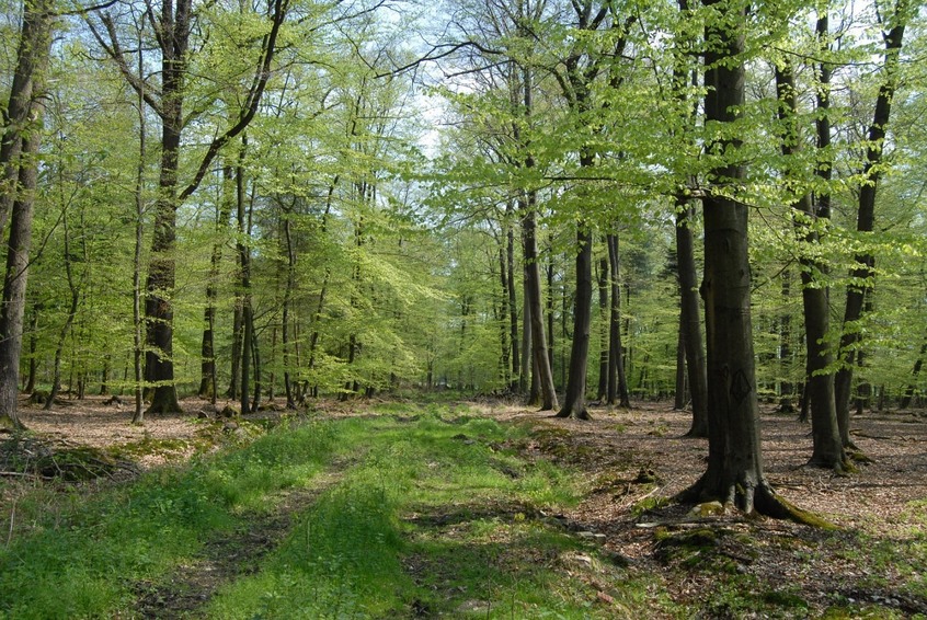 Access to the forest