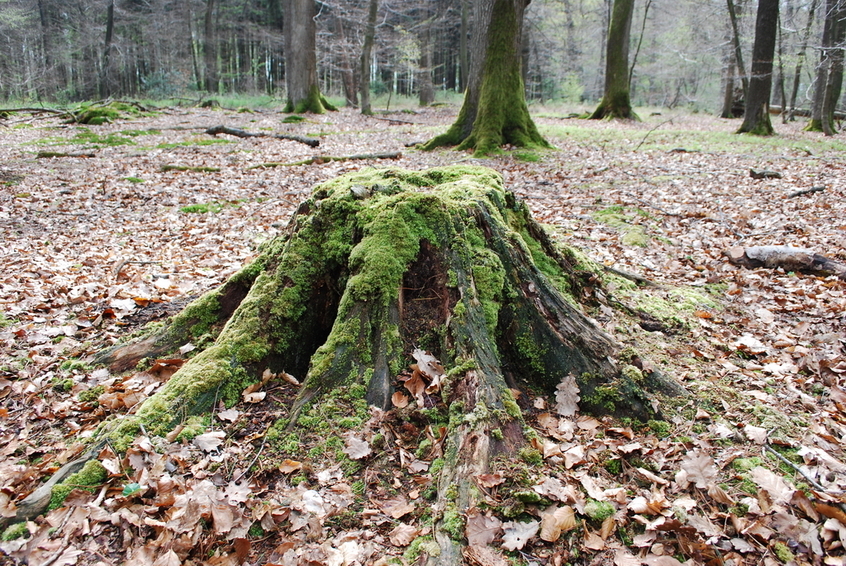 Stump at the CP