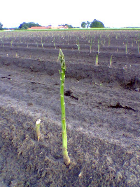 Asparagus