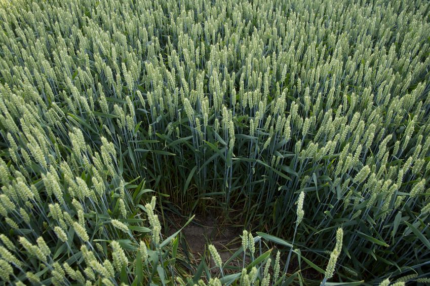 The confluence point lies in this well-worn hole in a wheat field