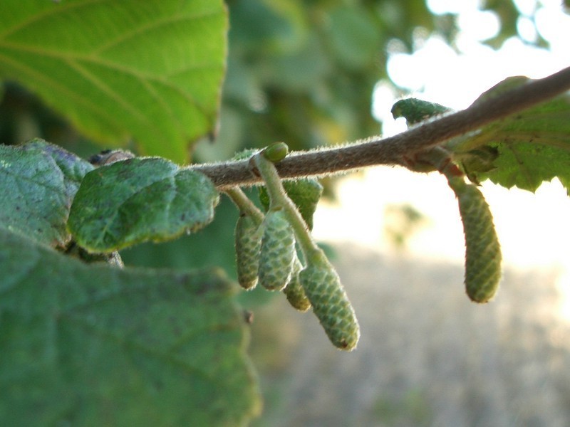 Hazelnut is prepared for next springtime