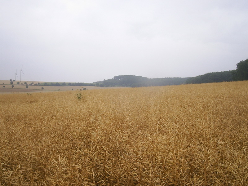 View to the east; CP 47 m into the field 