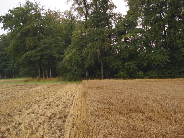 South view from Confluence