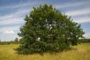 #7: The 'confluence tree', viewed from a distance.  (The confluence point lies under this tree.)