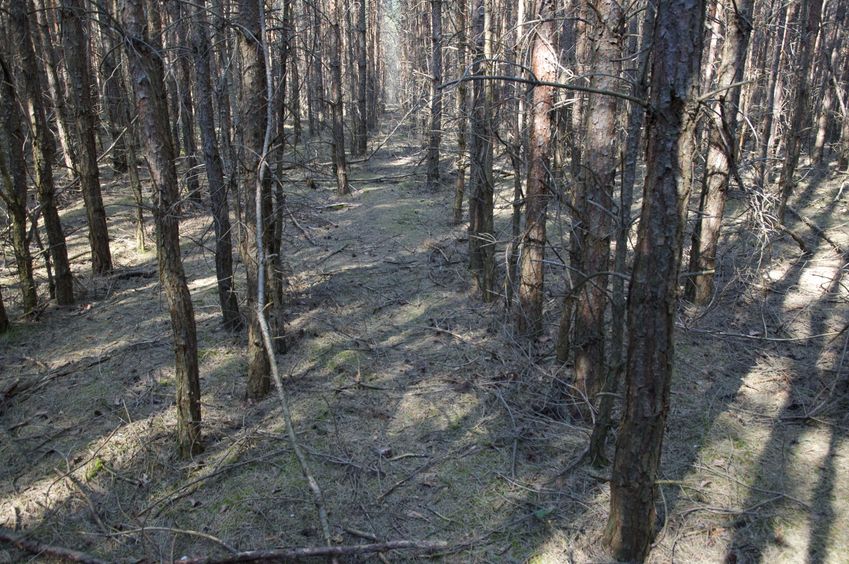 The confluence point lies within a pine forest, with trees planted in rows