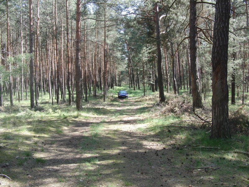 Forest parking