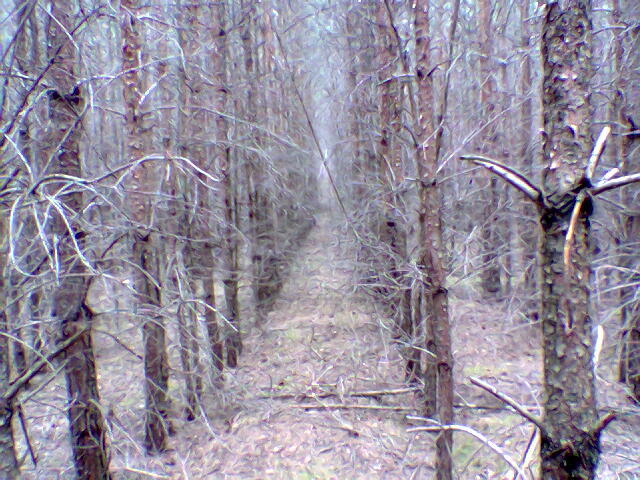 View towards SW from the confluence