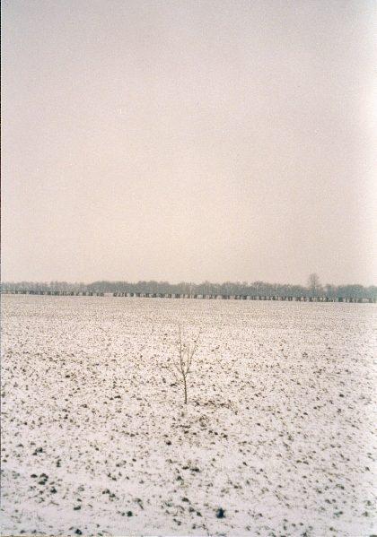 The Ceremonial Confluence Tree marks the spot, view to the south