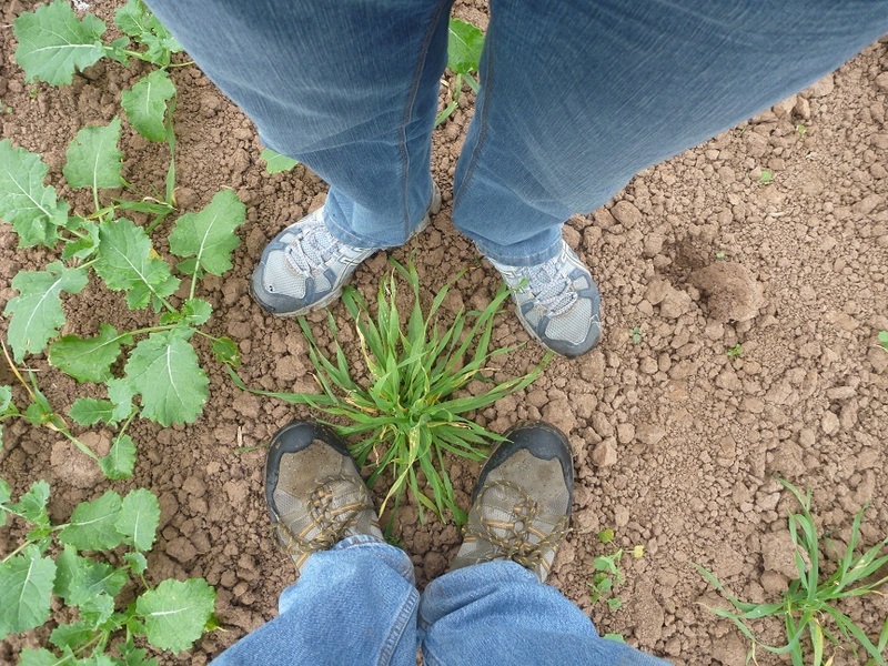 Ground at the confluence