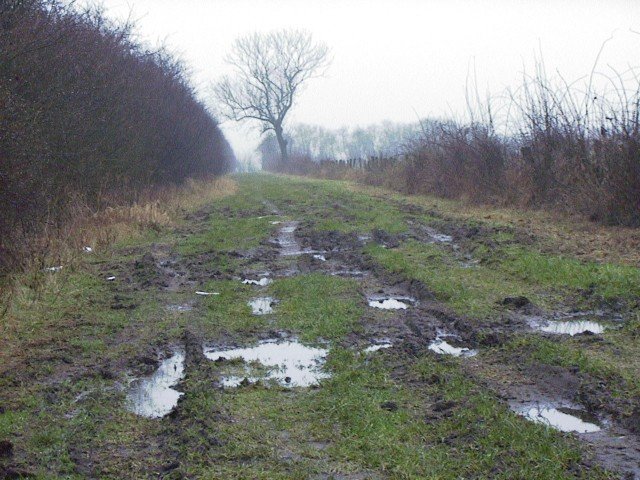 The track