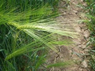 #1: Barley hanging over the DCP