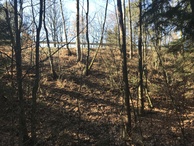 #8: View to the west from the confluence. 