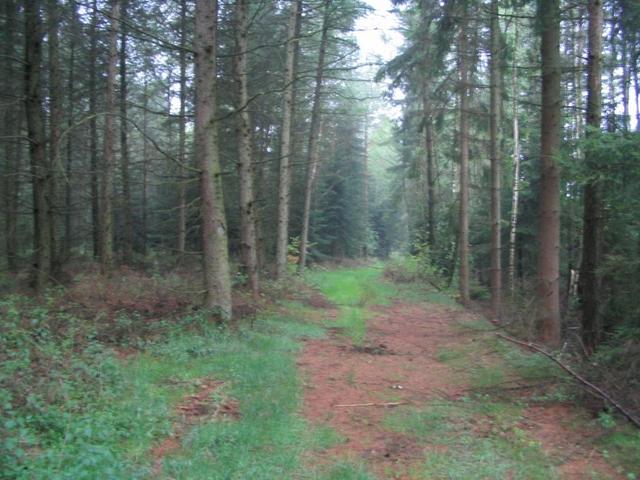 South with the forest trail.