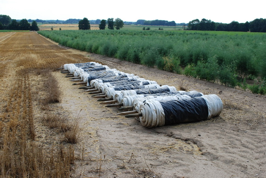 Fields next to the CP forest